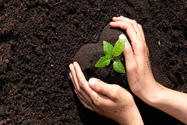 قیمت خرید خاک سبک روف گاردن کیمیا کمپوست + فروش ویژه